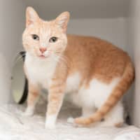 Photo of Lemon