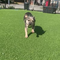 Photo of Coco