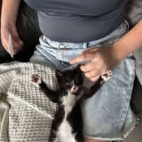 Photo of Gizmo