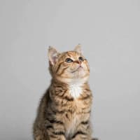 Photo of Honey