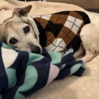 Photo of Ruby And Vincent Silvanus