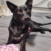 Photo of Gypsy