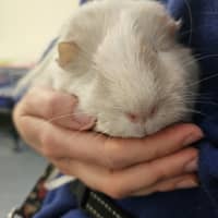Photo of Cinnamon Bun