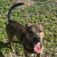 Photo of Atlas