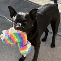 Photo of Tucker