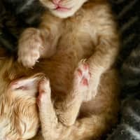 Photo of Rocket 