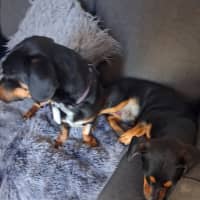 Photo of Sargent And Major