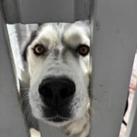 Photo of Chief