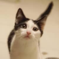 Photo of Oreo