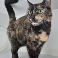 Photo of Pebbles