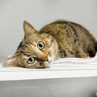 Photo of Poppie