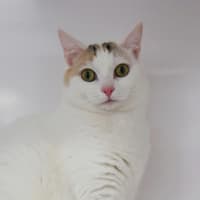 Photo of Minks Sua012891