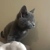 Photo of Dione