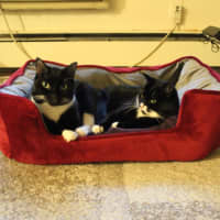 Photo of Hershey & Kiss