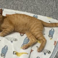 Photo of Lucky