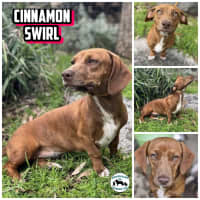 Photo of Cinnamon Swirl 