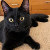 Photo of Spencer *9 Lives Project Rescue*