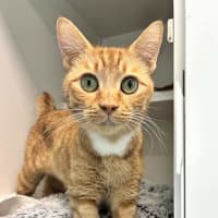 Photo of Ginger