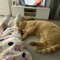 Photo of Sponge Cake