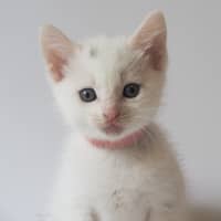 Photo of Mozzarella
