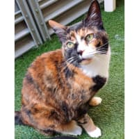 Photo of 11112   Harley