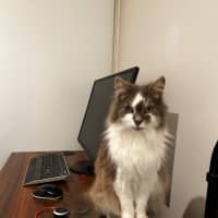 Photo of Bobo