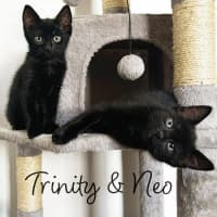 Photo of Neo And Trinity
