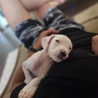 Photo of Koko Licious