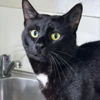 Photo of Terry Crews