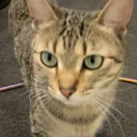 Photo of Astro
