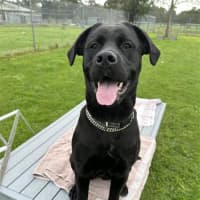 Photo of Laika