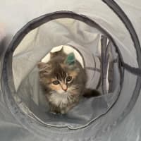 Photo of Milli