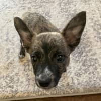 Photo of Diesel