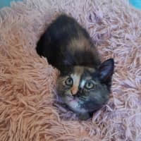 Photo of Cosmo, Stormy, Sable And Kalla