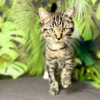 Photo of Ophelia (Located In Preston) 