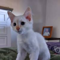 Photo of Boo