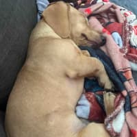 Photo of Archie