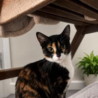 Photo of Smudges