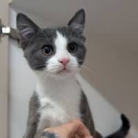 Photo of Mako