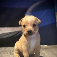 Photo of Belle