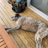 Photo of Daisy