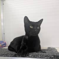 Photo of 🐈‍⬛ Freddie 7412 🐈‍⬛