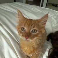 Photo of Wallaby & Wombat