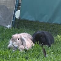 Photo of Duet / Barley