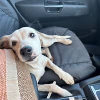 Photo of Nala