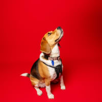 Photo of Hart   4 Year Old Beagle