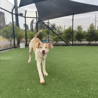 Photo of Gromit Imp 1418