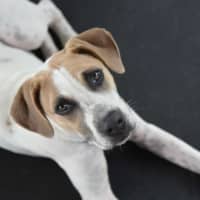 Photo of Lucian