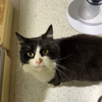 Photo of Catman