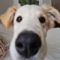 Photo of Figaro